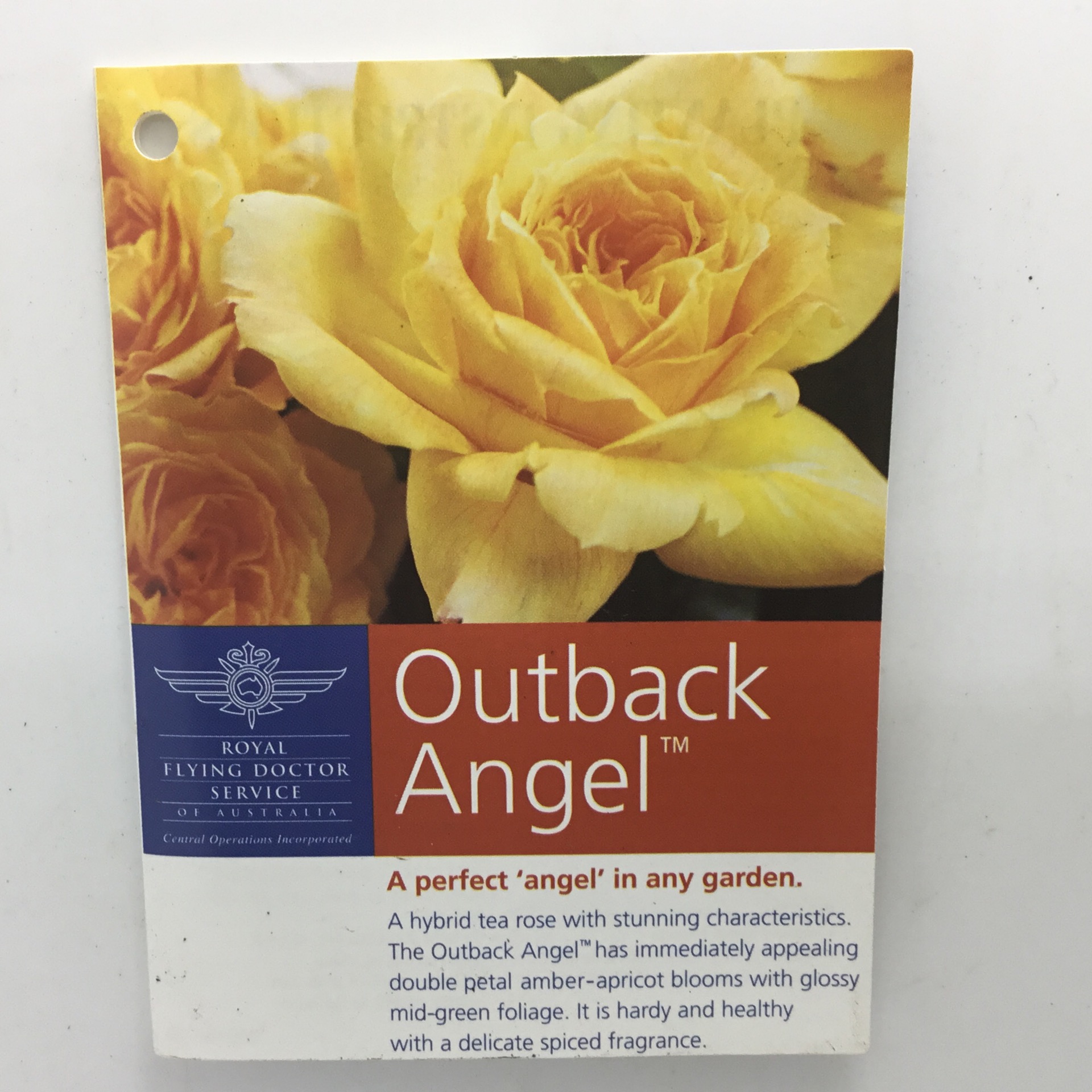 Outback Angel Bush Rose | Formosa Gardens Nursery, Ballarat